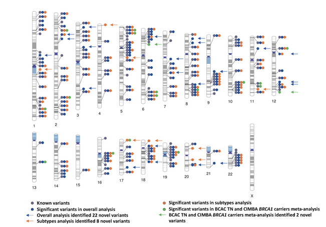 Genome-wide association study identifies 32 novel breast cancer susceptibility loci from overall and subtype-specific analyses
